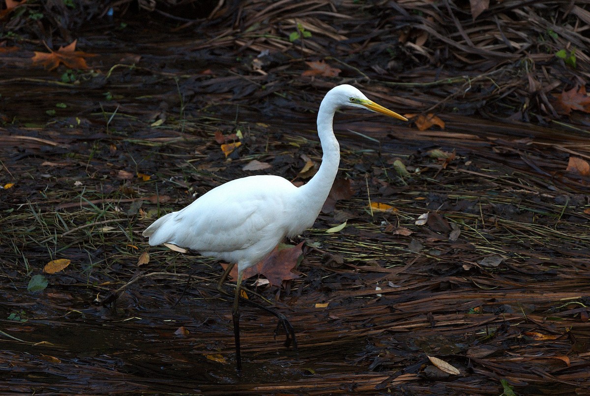 Great Egret - ML646129981