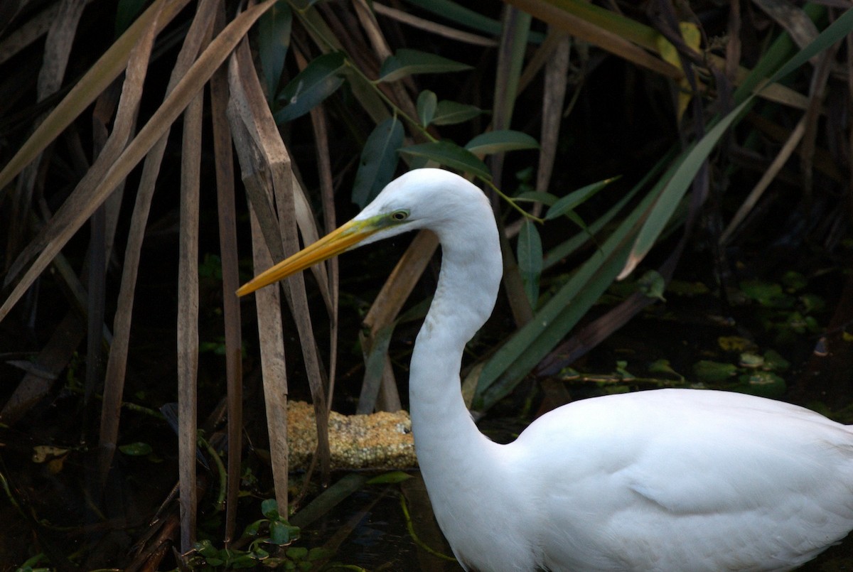 Great Egret - ML646129982