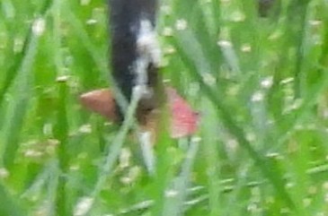 Limpkin - ML646129985