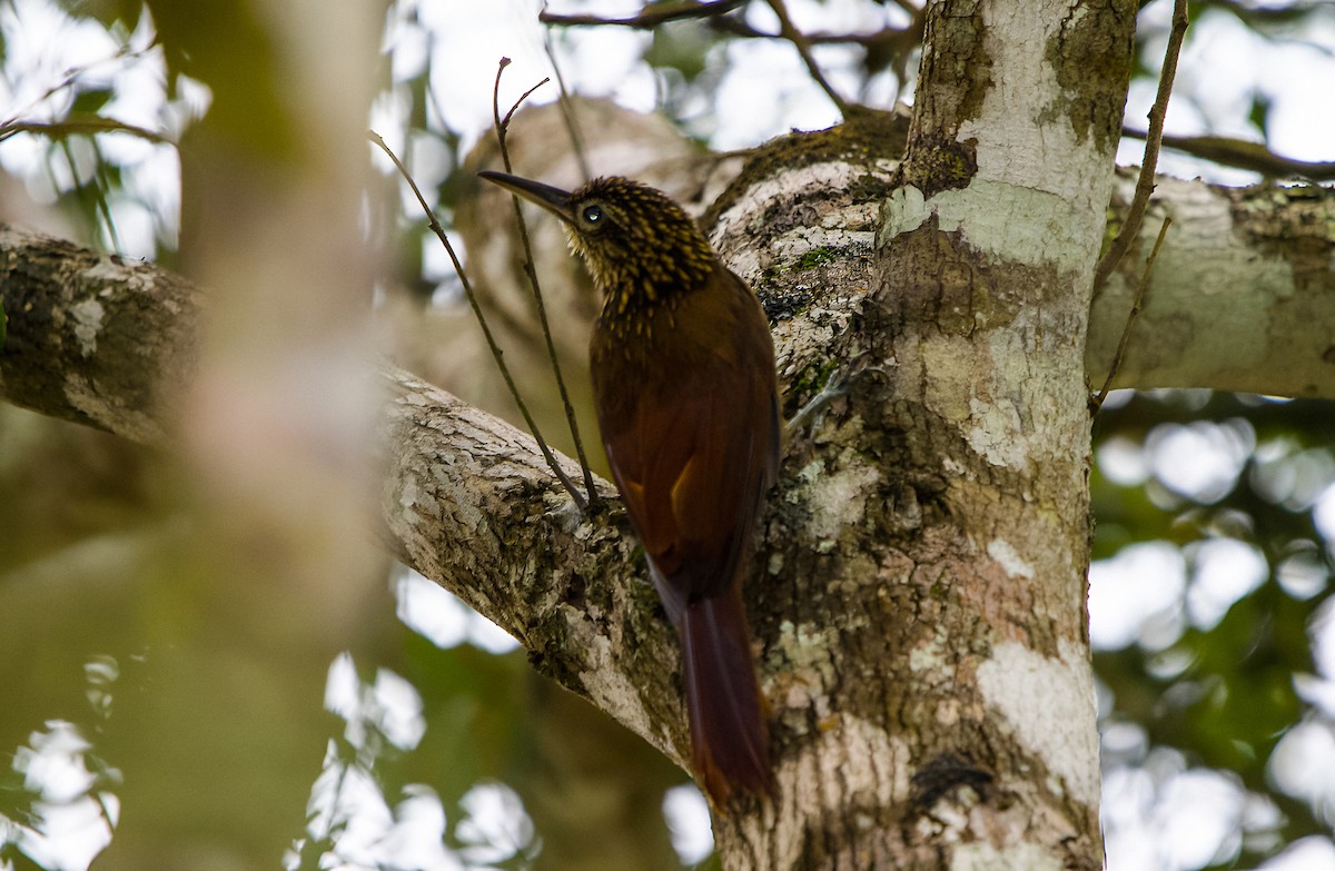Cocoa Woodcreeper - ML646129989