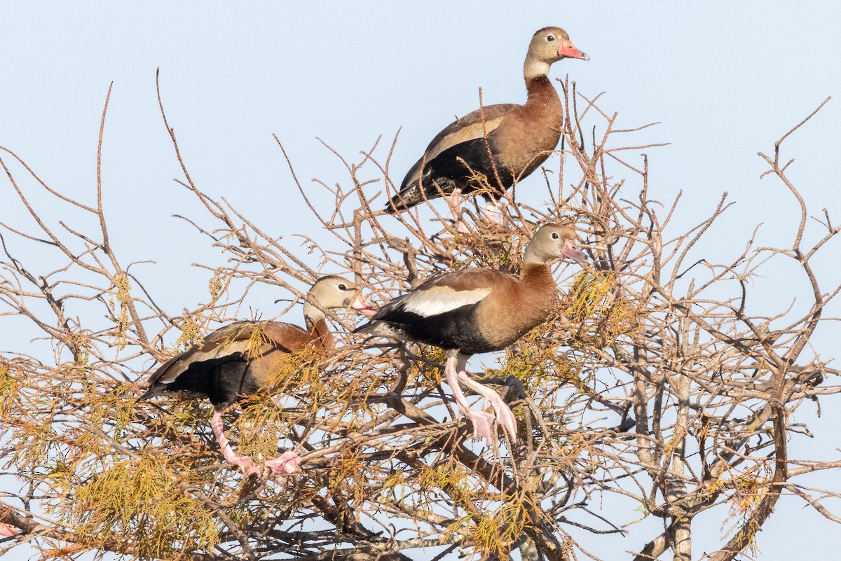 Black-bellied Whistling-Duck - ML646129991