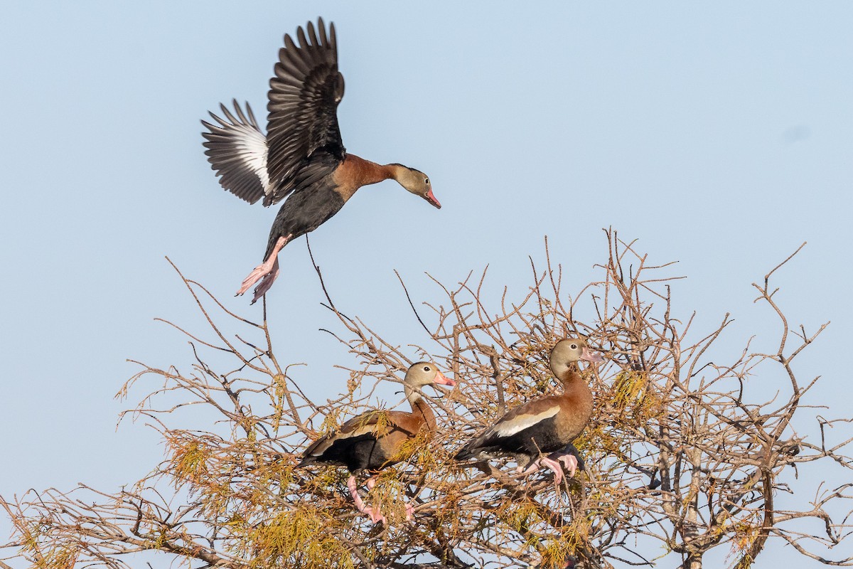Black-bellied Whistling-Duck - ML646129994