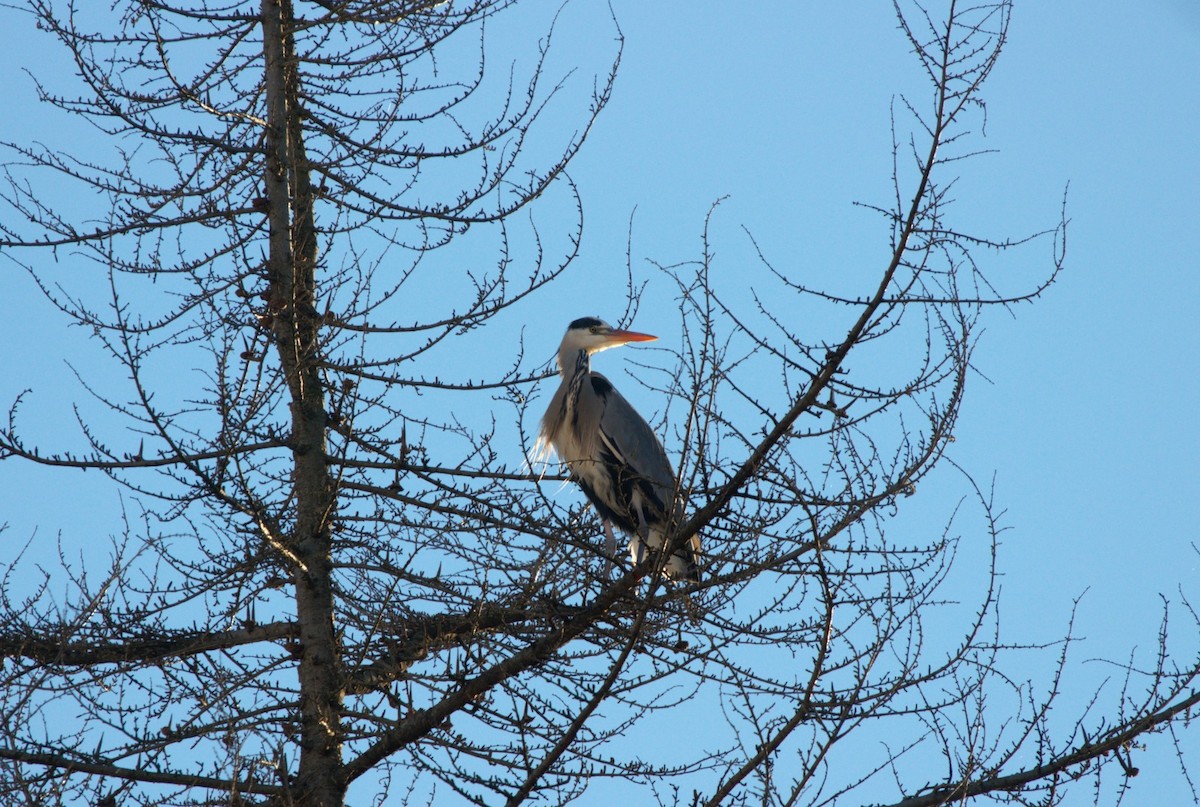 Gray Heron - ML646129995