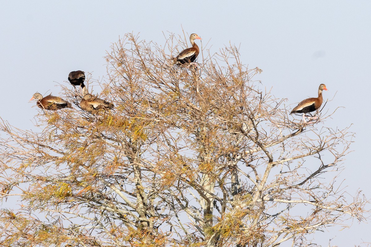 Black-bellied Whistling-Duck - ML646129999