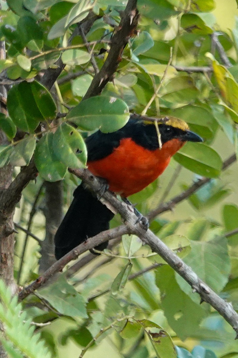 Yellow-crowned Gonolek - ML646130001