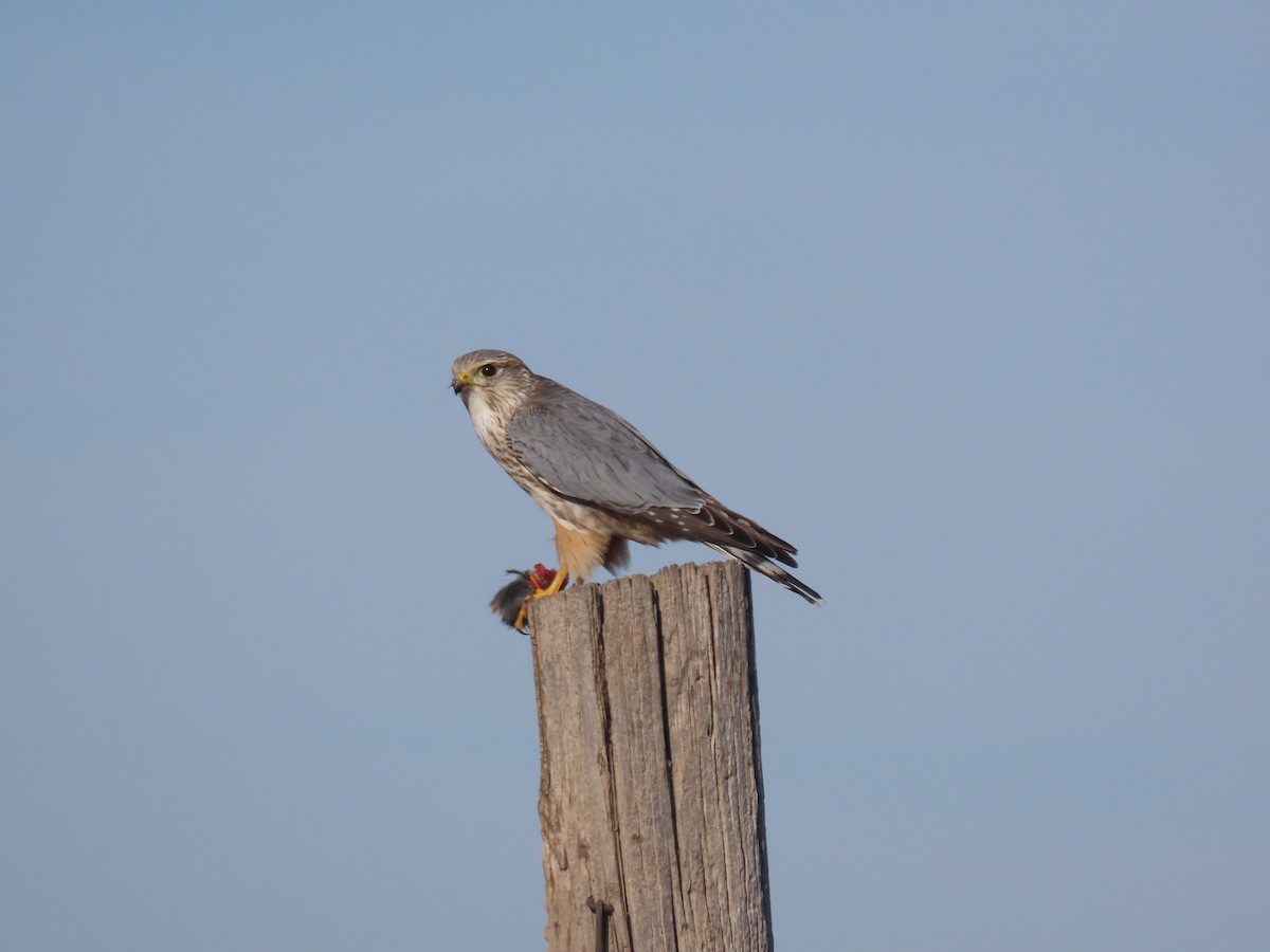 Merlin (Prairie) - ML646130006