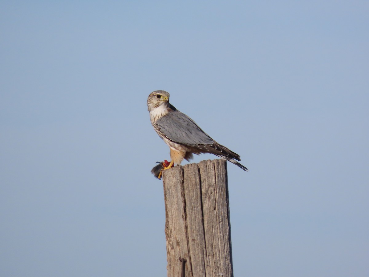 Merlin (Prairie) - ML646130007