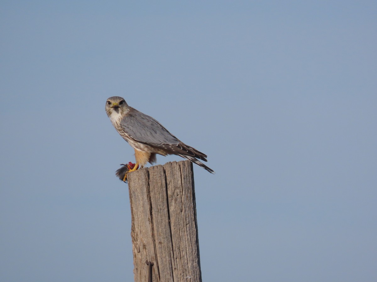 Merlin (Prairie) - ML646130009