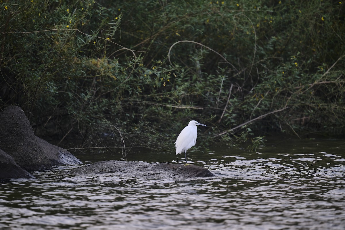 Little Egret - ML646130011
