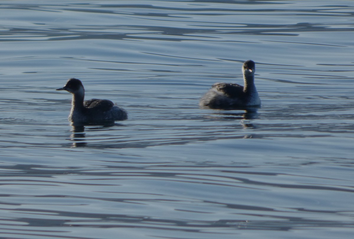 Eared Grebe - ML646130012