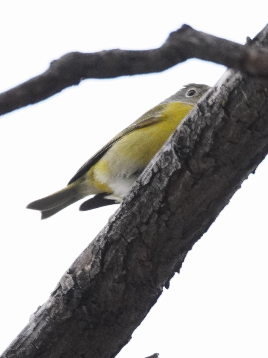 Nashville Warbler - ML646130014