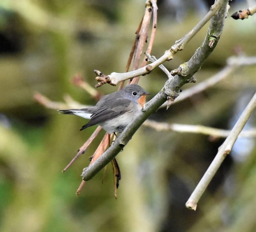Red-breasted Flycatcher - ML646130015