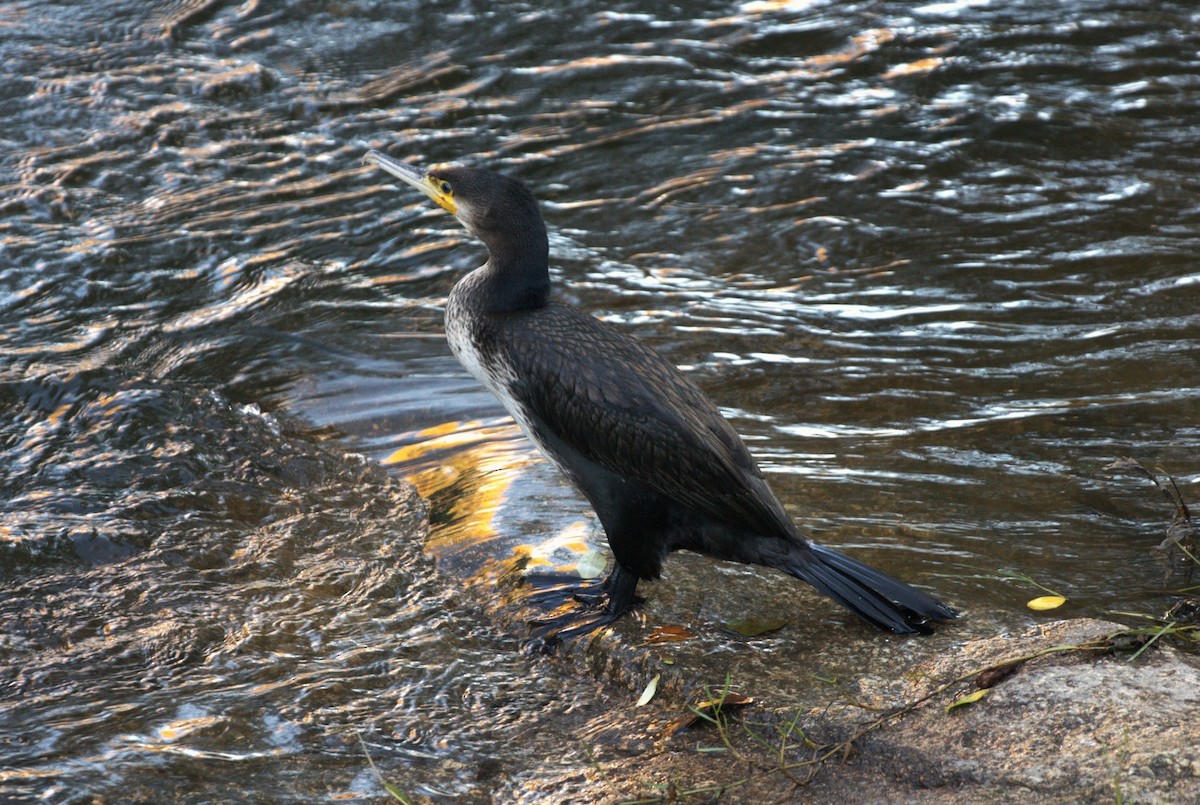 Great Cormorant - ML646130018
