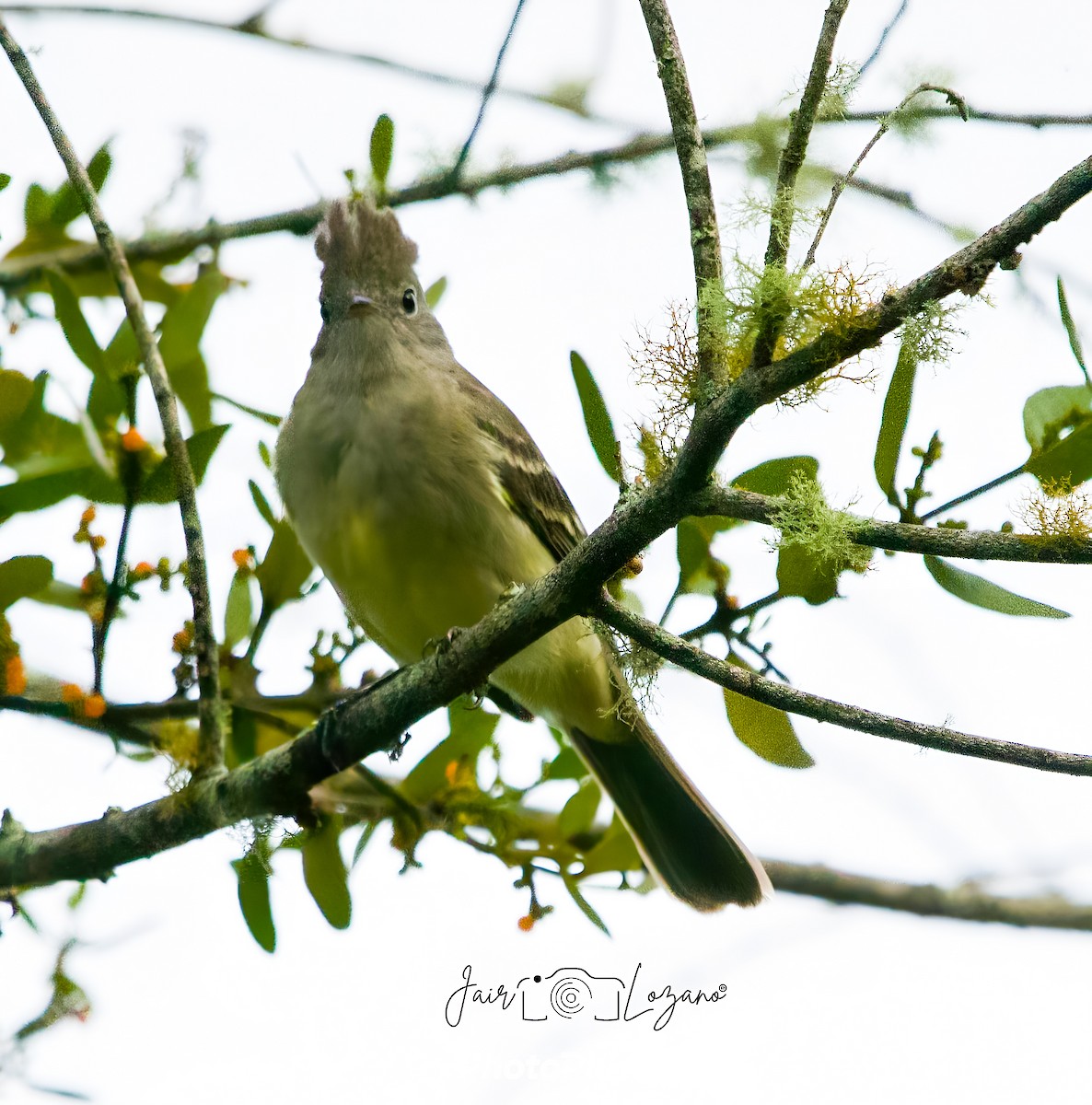 Apical Flycatcher - ML646130020