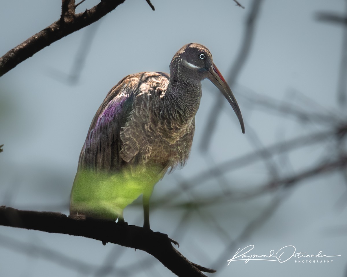 Хагедаш - ML646130021