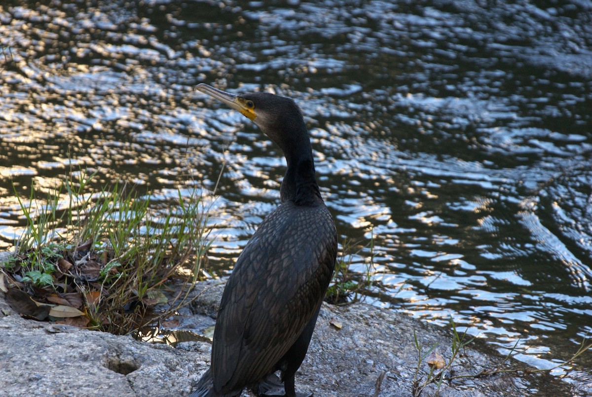 Great Cormorant - ML646130022