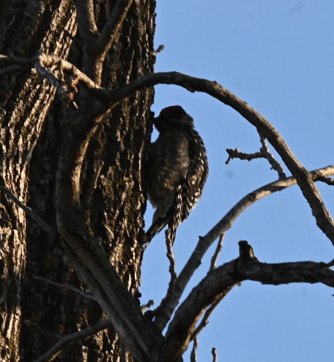 Yellow-bellied Sapsucker - ML646130032