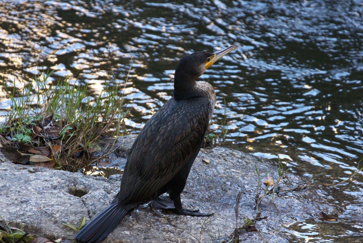 Great Cormorant - ML646130036