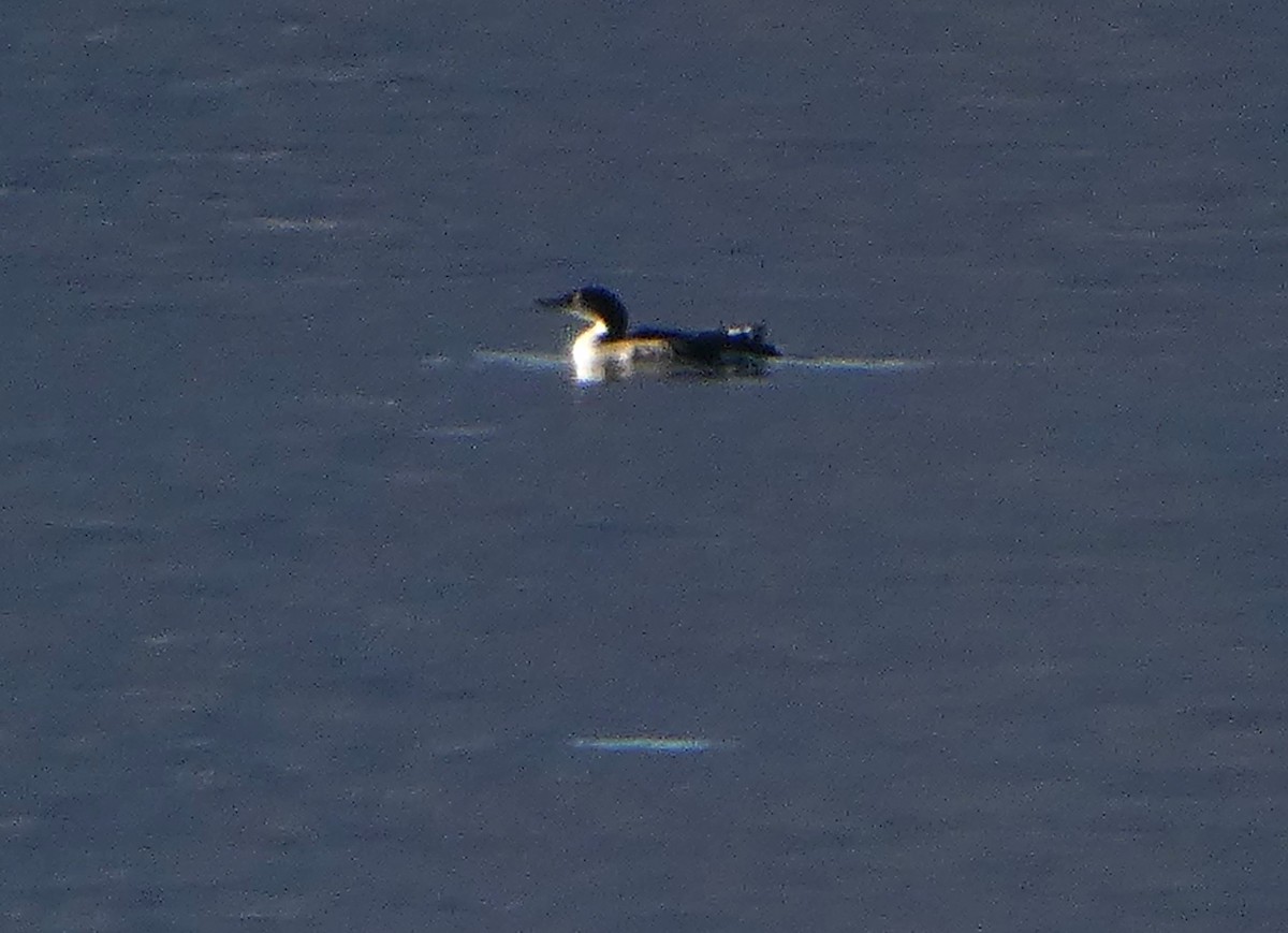 Common Loon - ML646130040