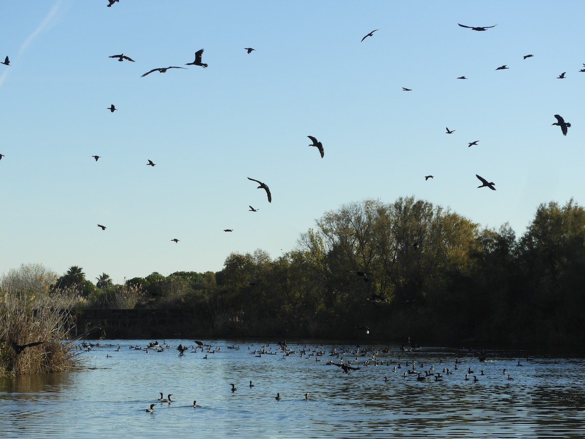 Great Cormorant - ML646130044