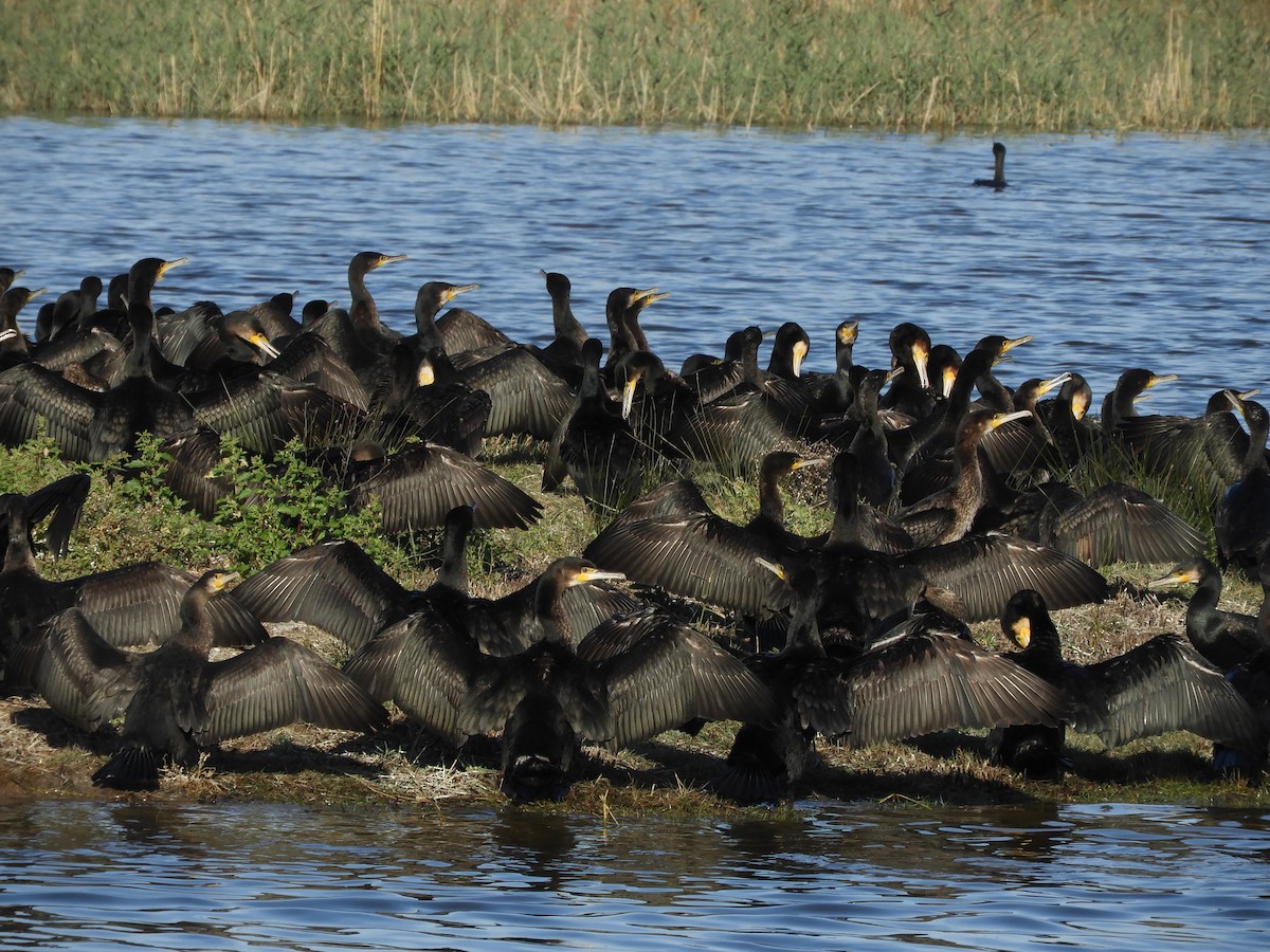 Great Cormorant - ML646130045