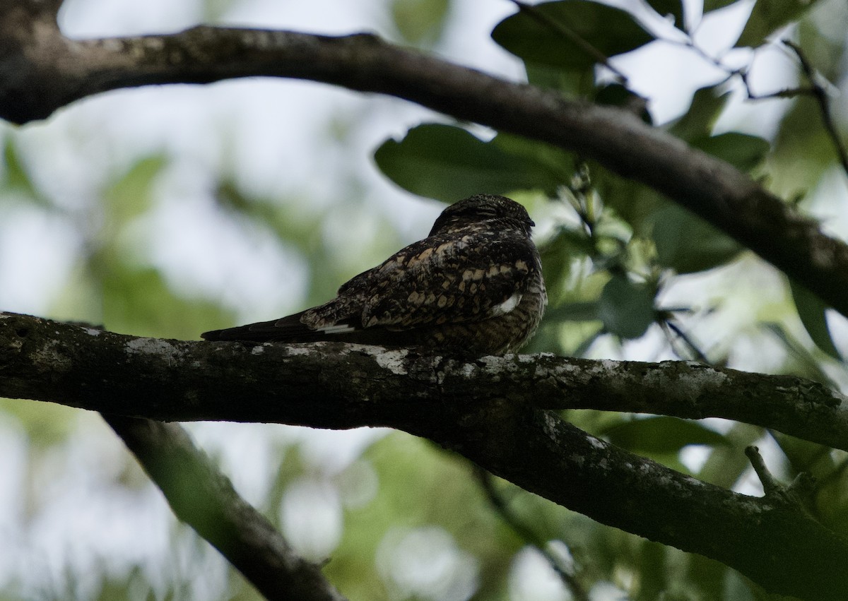 Lesser Nighthawk - ML646130050