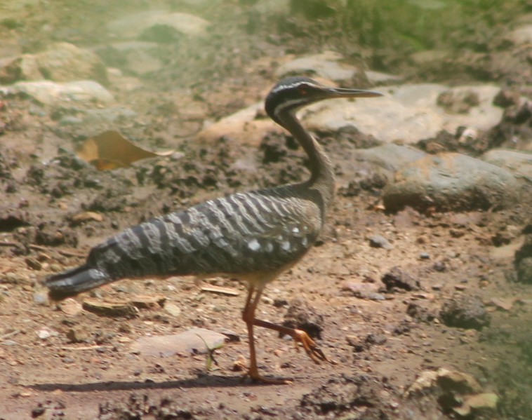 Sunbittern - ML646130051