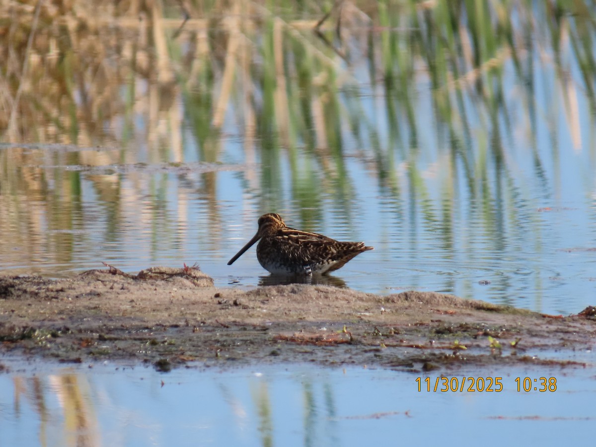 Wilson's Snipe - ML646130052