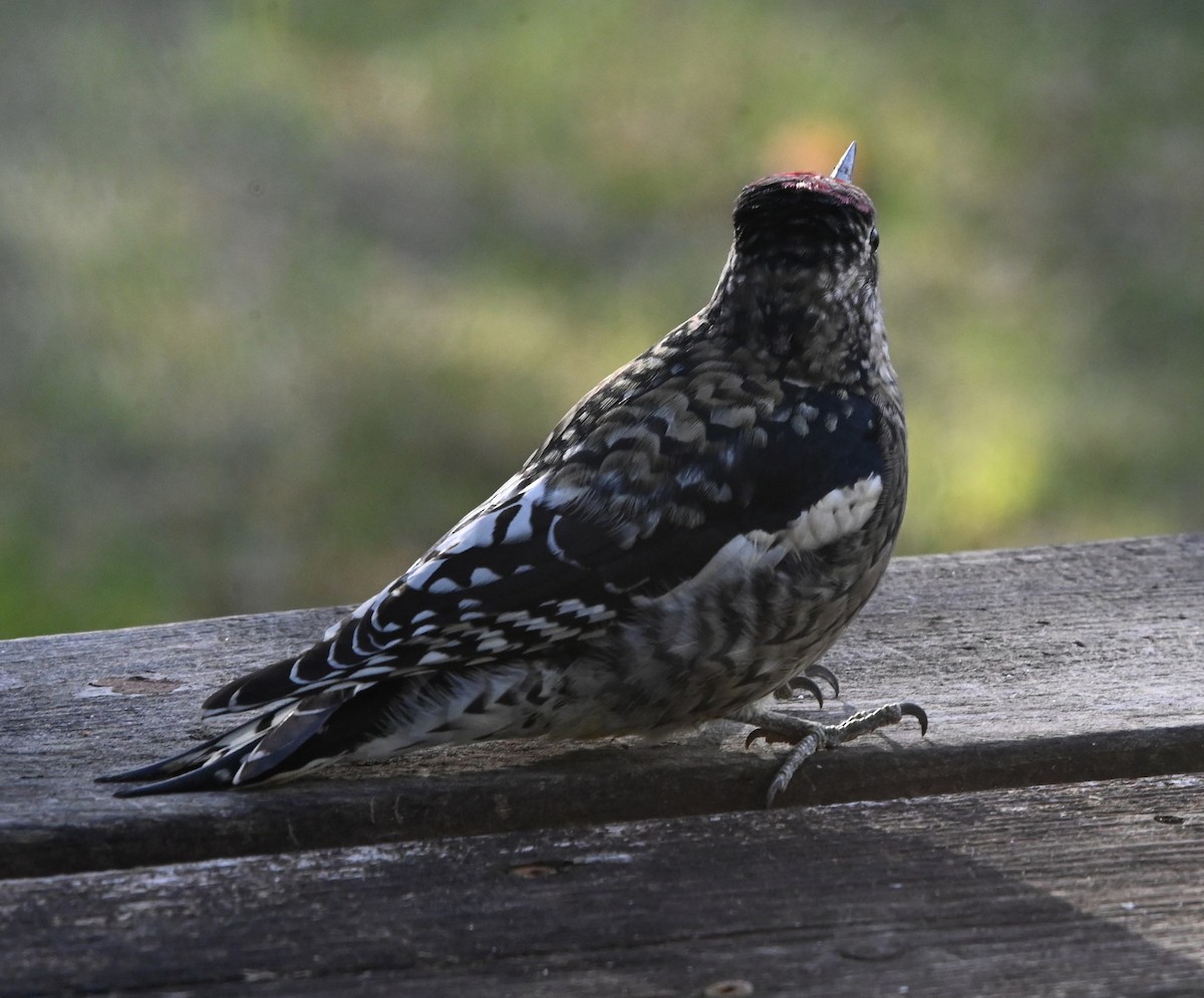 Yellow-bellied Sapsucker - ML646130053