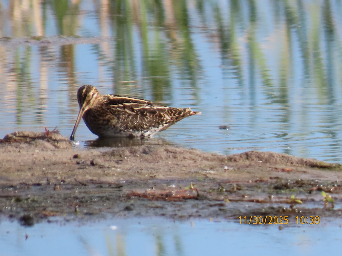Wilson's Snipe - ML646130055