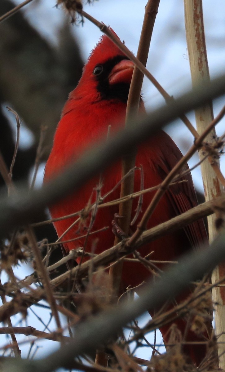 Northern Cardinal - ML646130056