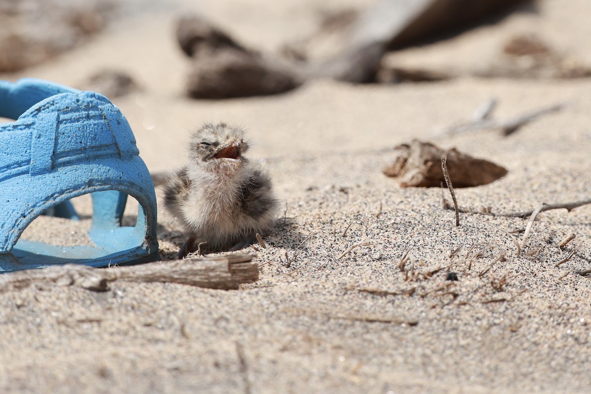 Slender-tailed Nightjar - ML646130057