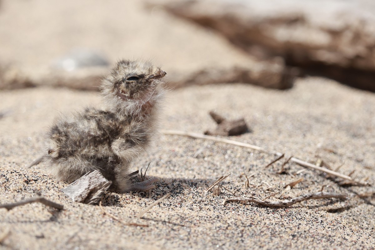 Slender-tailed Nightjar - ML646130058