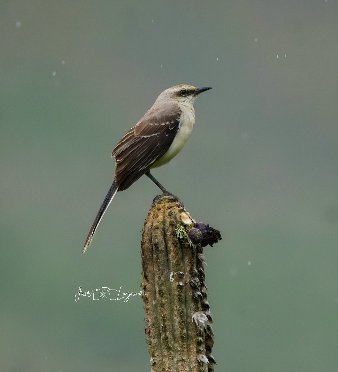 Tropikal Taklitçi - ML646130065