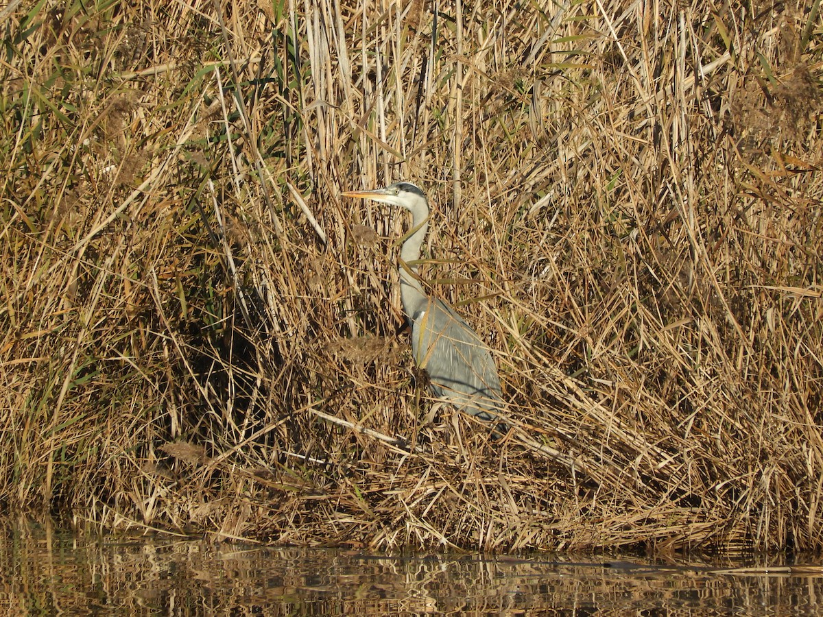 Gray Heron - ML646130067