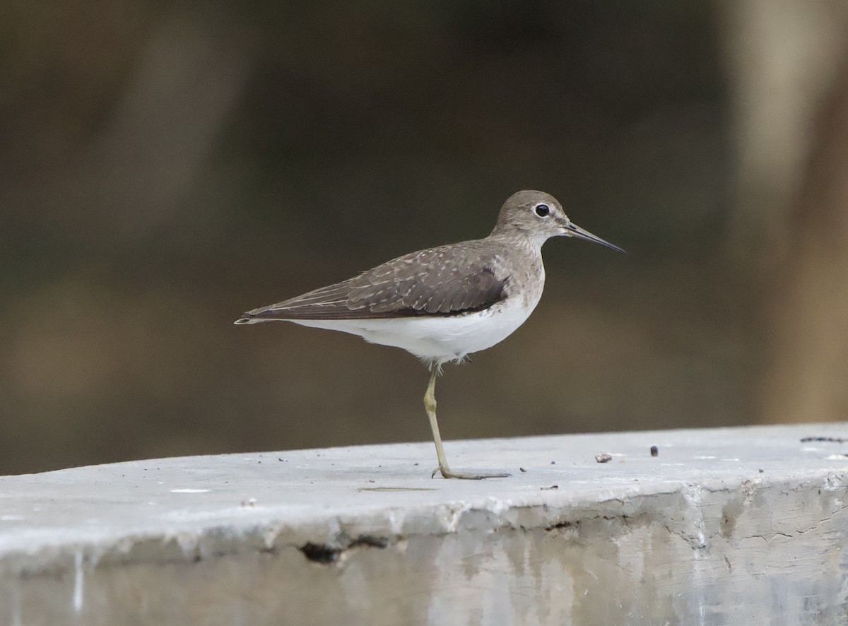 Solitary Sandpiper - ML646130069