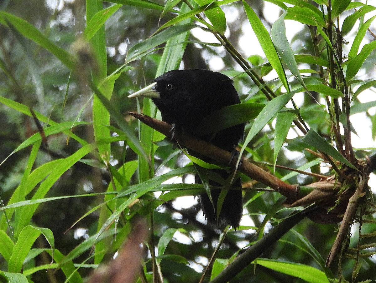Yellow-billed Cacique - ML646130070