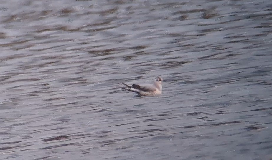 racek malý - ML646130071