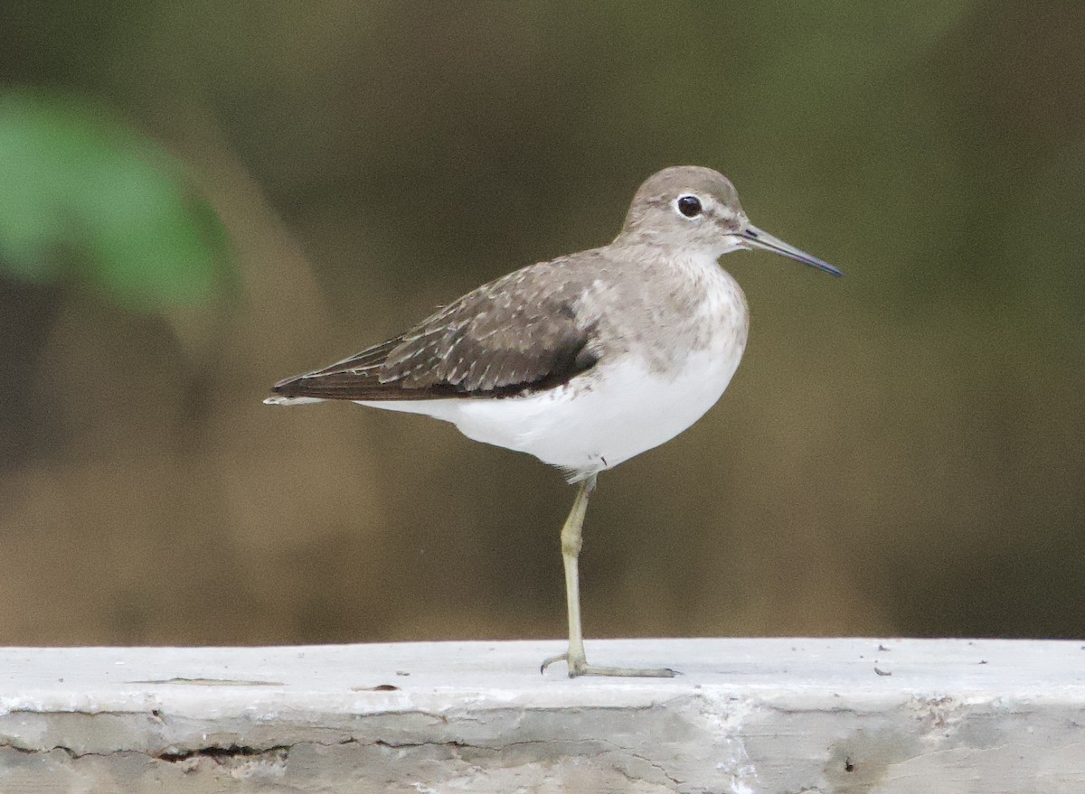 Solitary Sandpiper - ML646130079