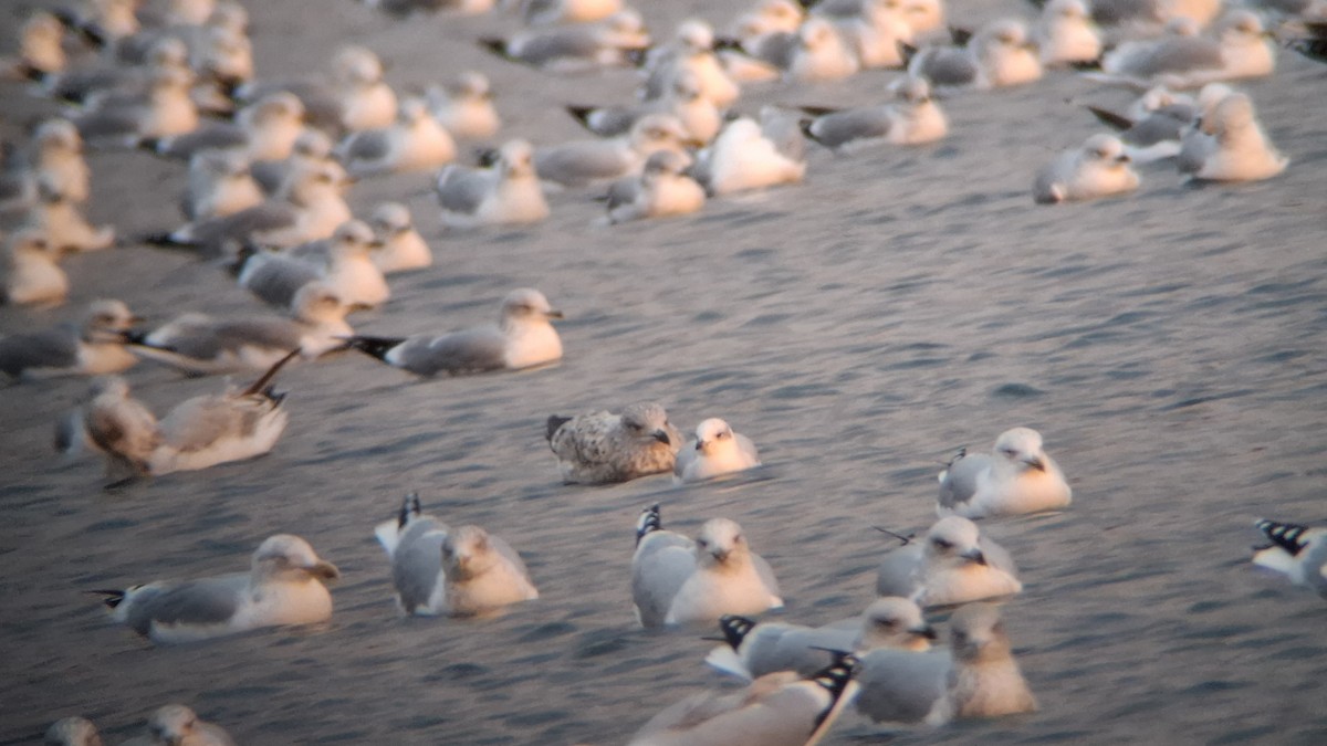 Mediterranean Gull - ML646130082