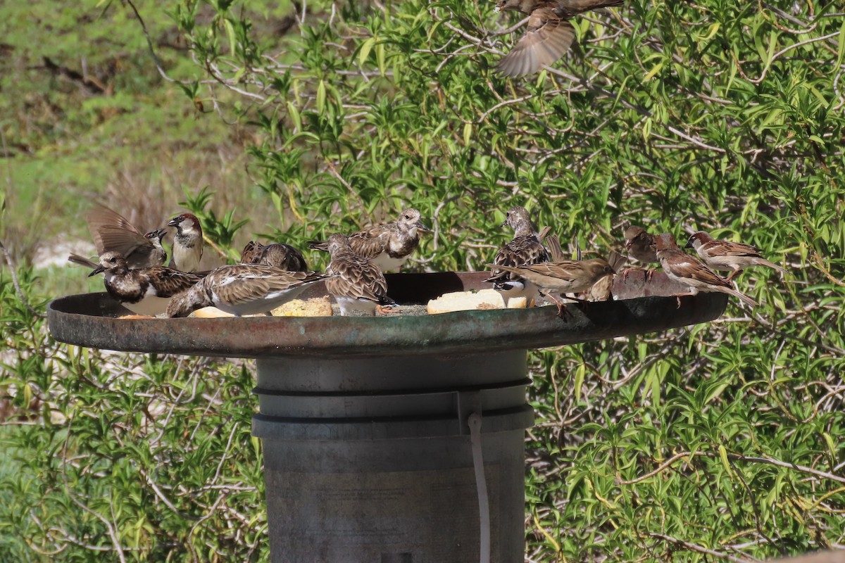House Sparrow - ML646130083