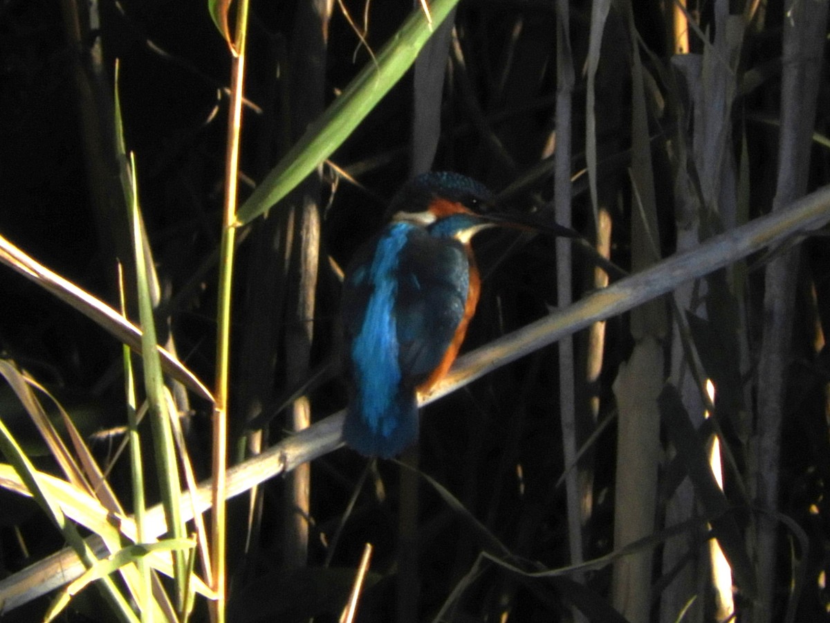 Common Kingfisher - ML646130084