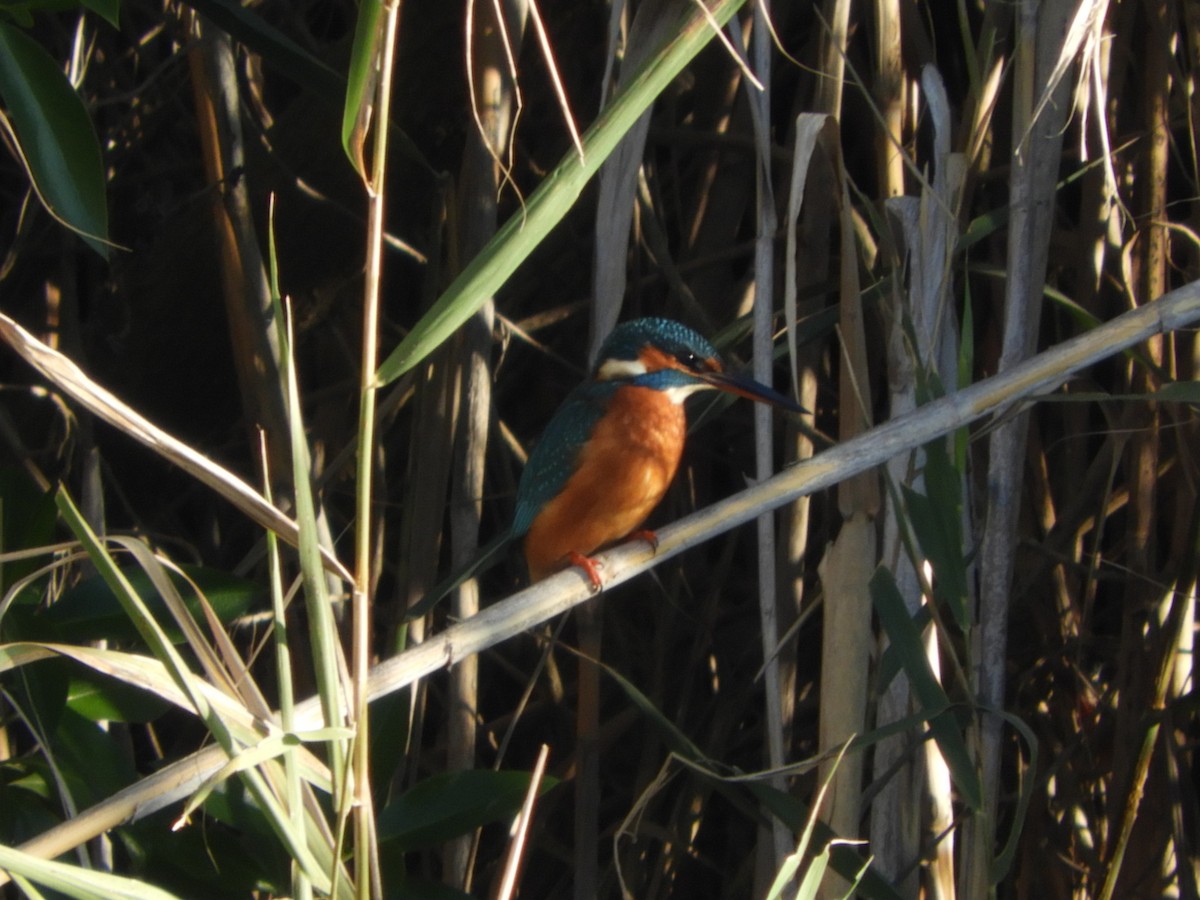 Common Kingfisher - ML646130085