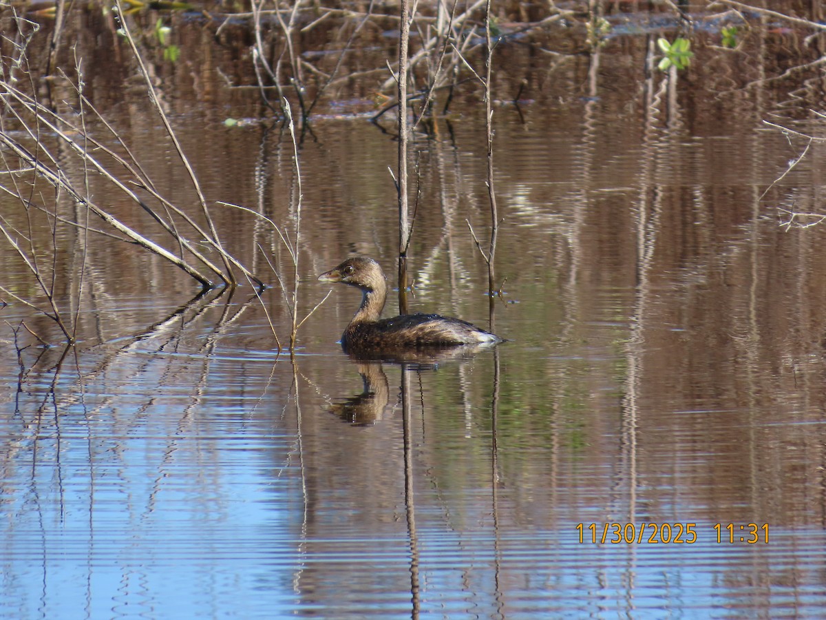 Pied-billed Grebe - ML646130088