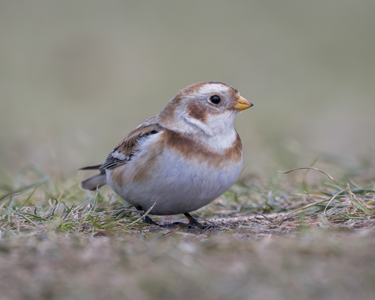 Snow Bunting - ML646130095