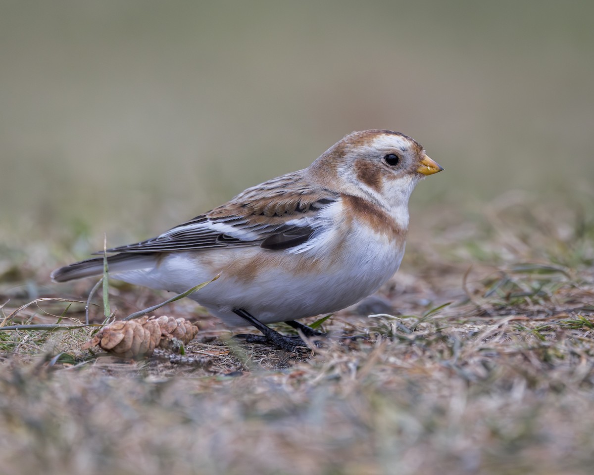 Snow Bunting - ML646130096