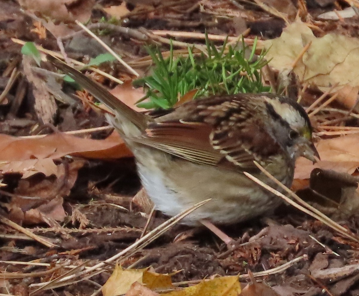 White-throated Sparrow - ML646130097