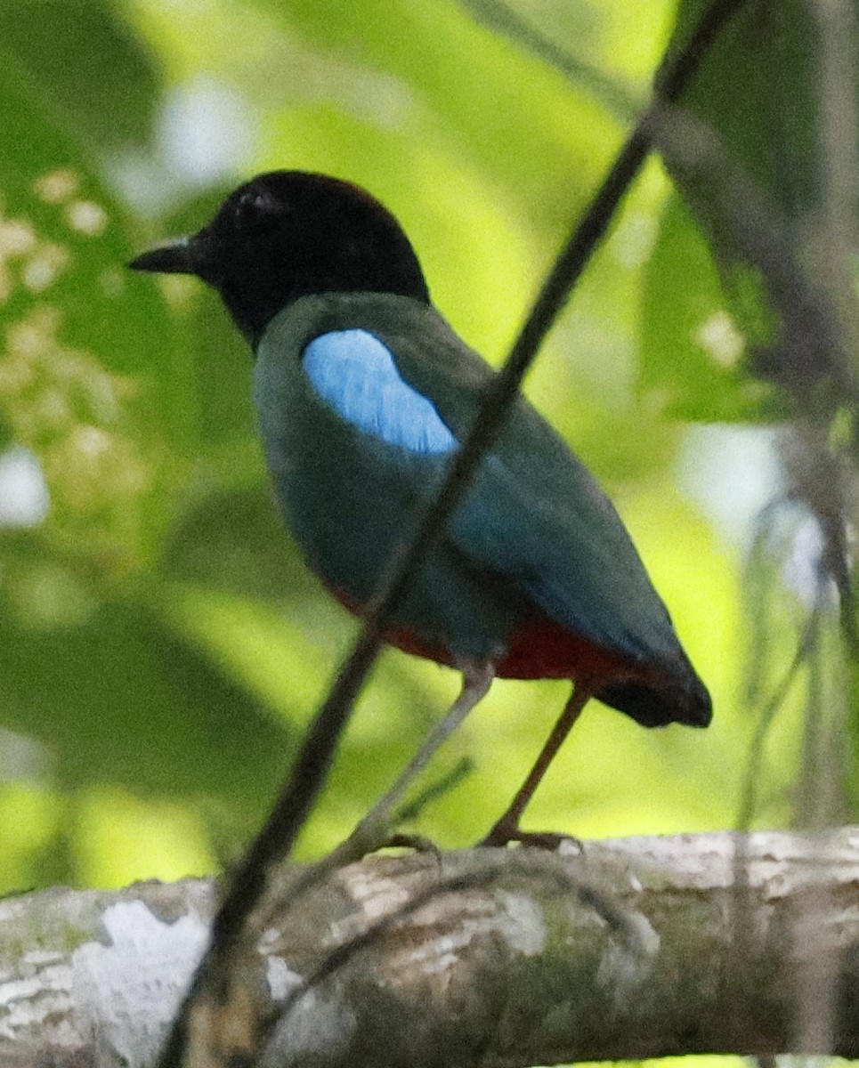 Western Hooded Pitta - ML646130101