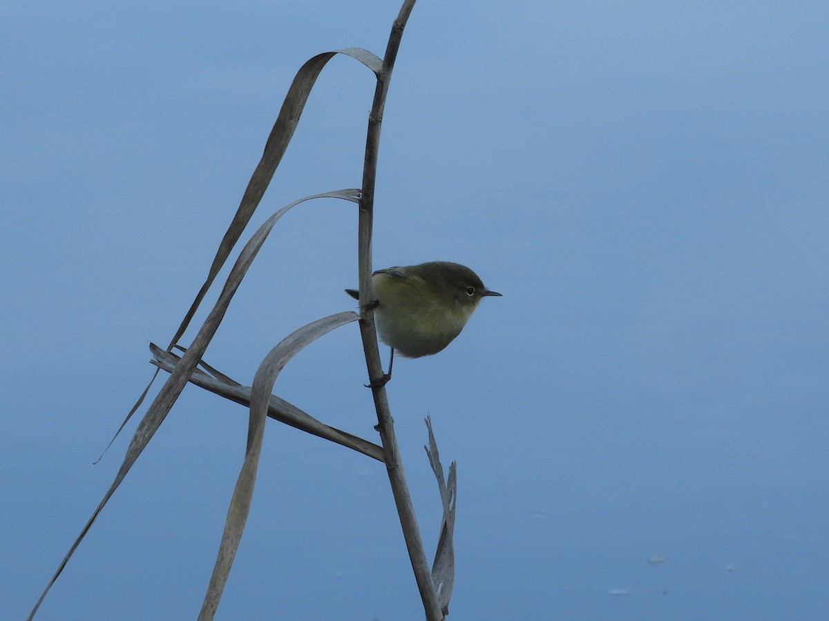 Common Chiffchaff - ML646130102