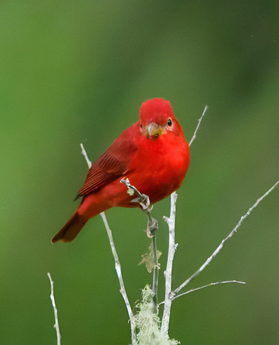 Summer Tanager - ML646130104